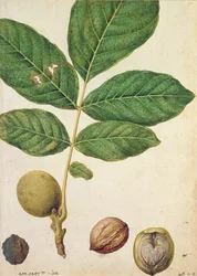 Walnut, c.1568